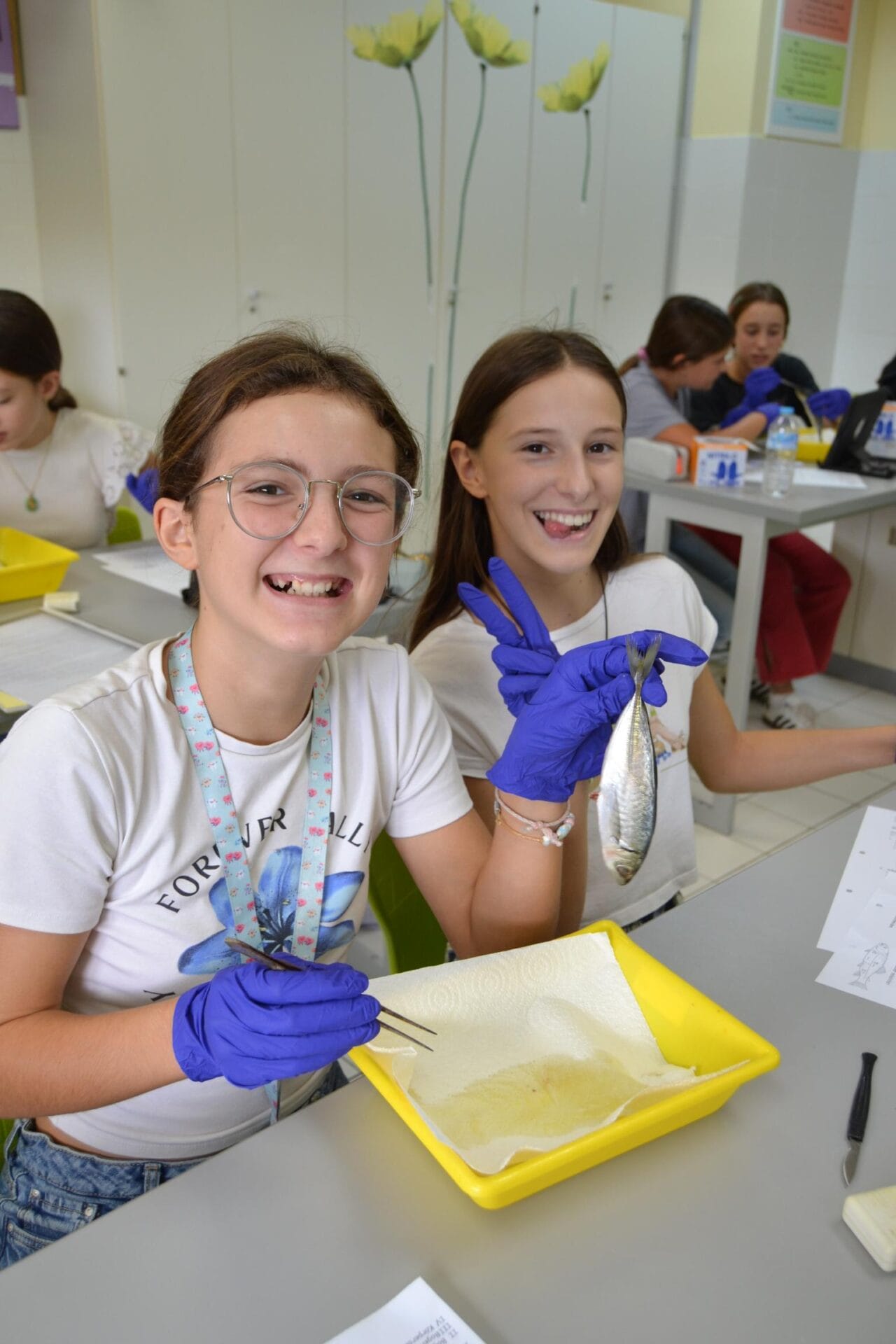 Biologie Klasse 7 Fische sezieren 2025 (10)